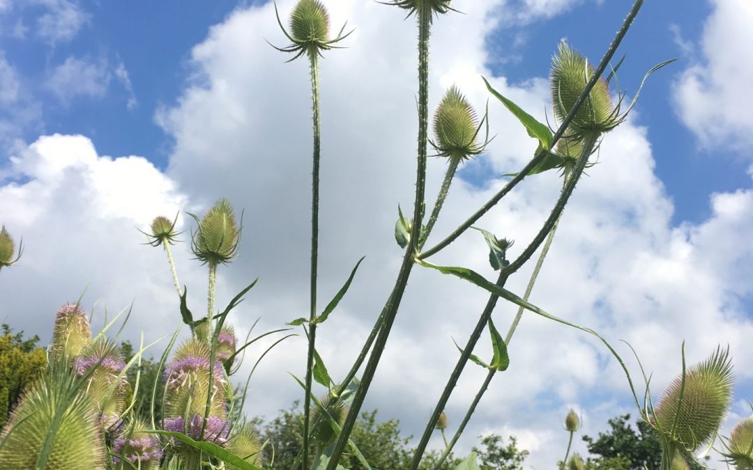 teasel and clouds
